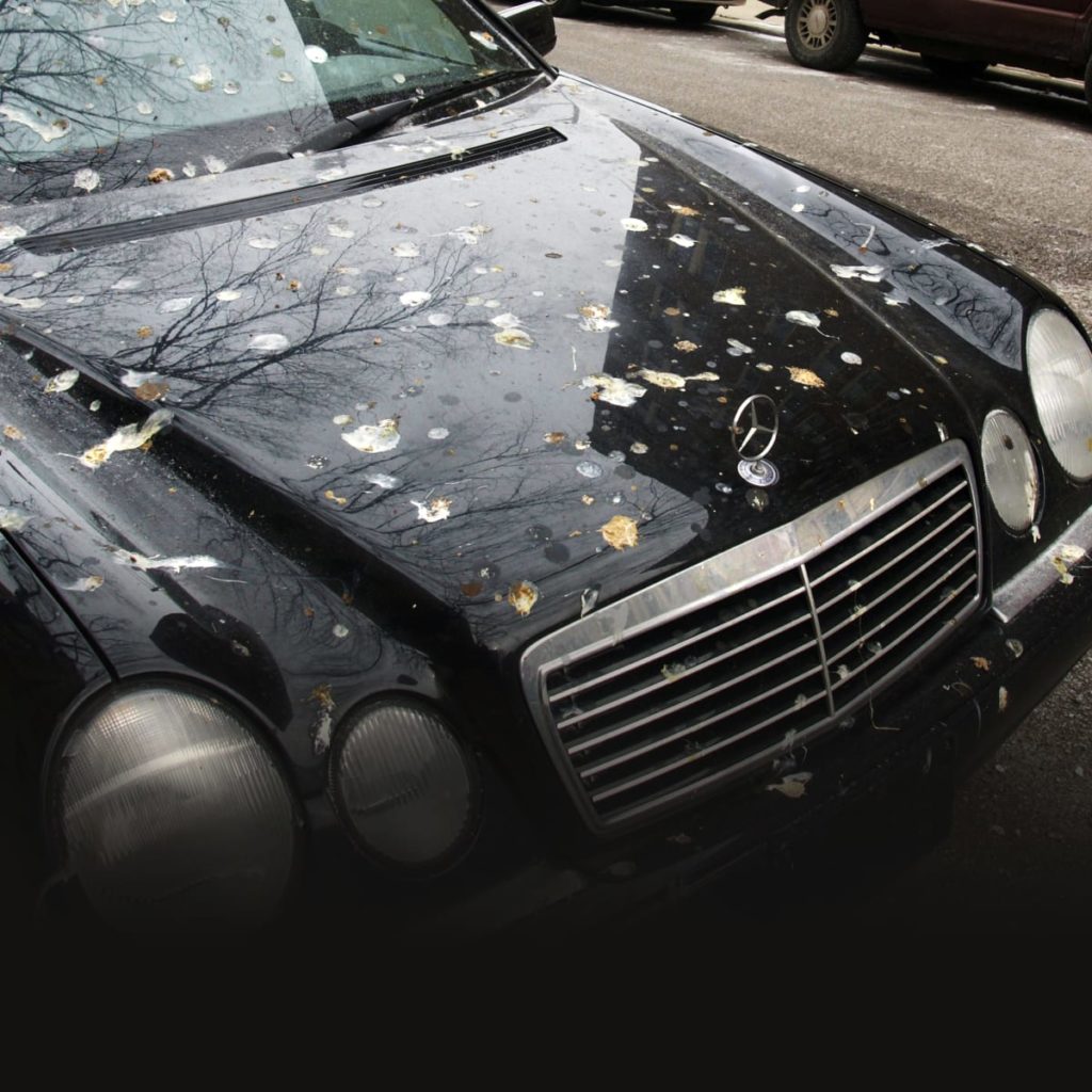 Bird Poop Can Ruin Your Car Paint! Collision Pros