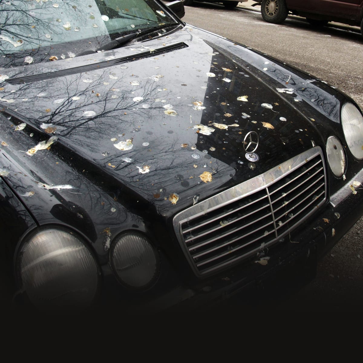 What to Do When Birds Wreck Your Car's Paint Job